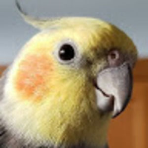 Meet your Posher, Aj